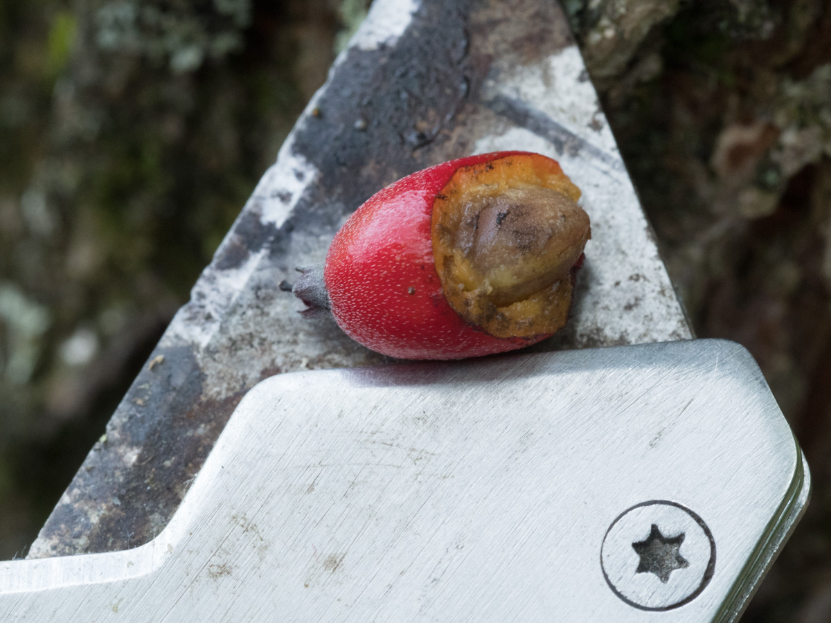 FLOWERS AND FRUITS AU18 – Bob's Botany Website