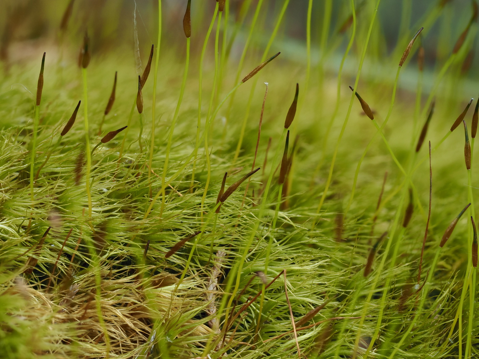 ELF EAR BARRENS – Bob's Botany Website